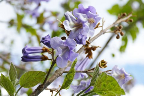 Paulownia fortunei Fast Blue® Minfast'