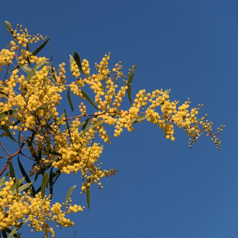 Acacia retinodes (semperflorens) 