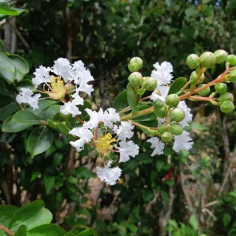 Lagerstroemia indica 'Bianco Grassi'