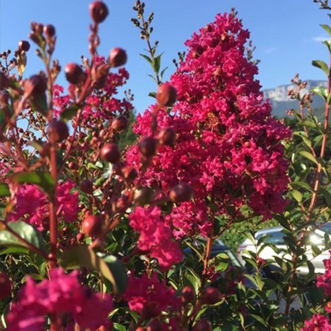Lagerstroemia indica 'Durant Red'
