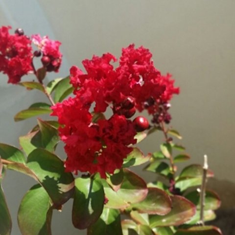 Lagerstroemia indica 'Coccinea'