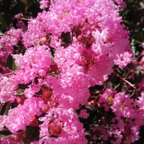 Lagerstroemia indica 'Rosea Nova'