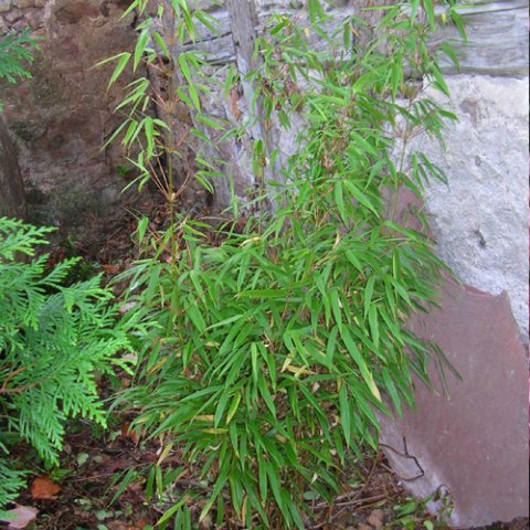 Bambou Fargesia Murielae