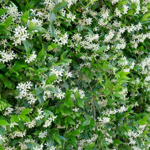 Trachelospermum jasminoides (Rhyncospermum jasminoides) 