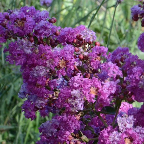 Lagerstroemia indica 'Superviolacea'