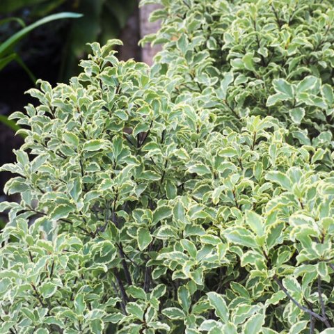 Pittosporum heterophyllum 'Variegatum'