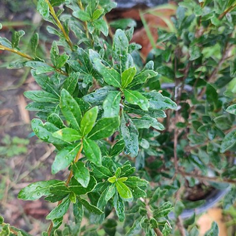 Pittosporum heterophyllum 