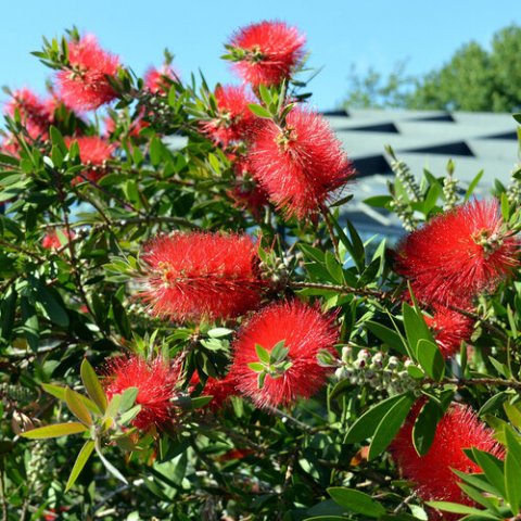 Callistemon laevis 