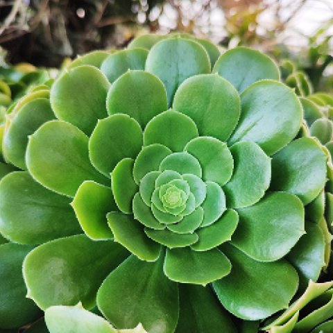 Aeonium arboreum 