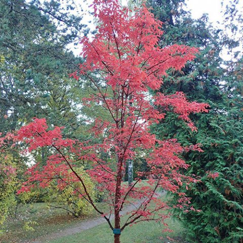 Acer griseum 