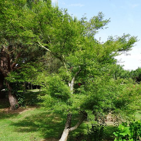 Acer japonicum 'Aconitifolium'