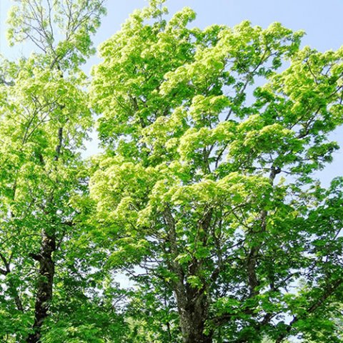 Acer platanoides 