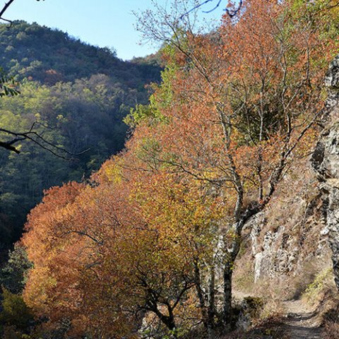 Acer monspessulanum 