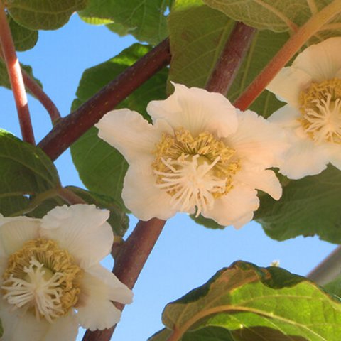 Actinidia chinensis 