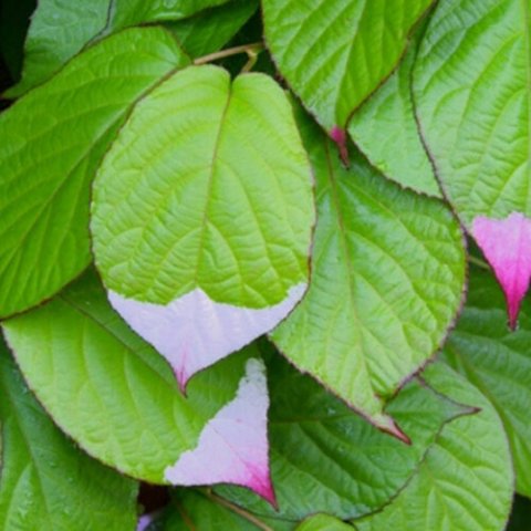 Actinidia kolomikta 