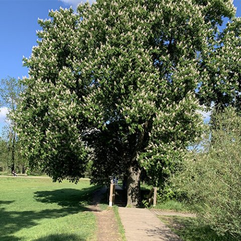 Aesculus hippocastanum 