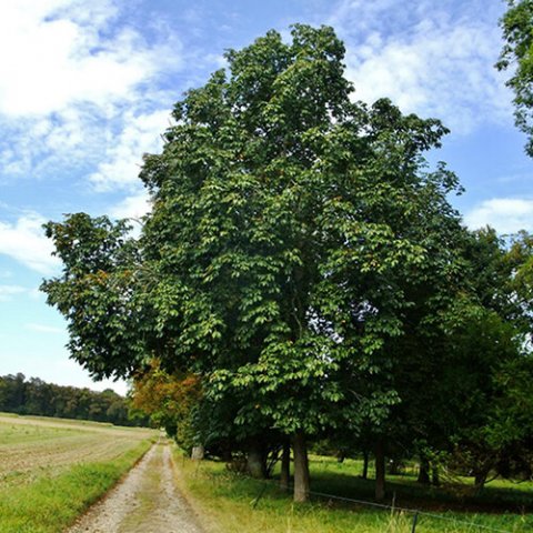 Aesculus carnea 