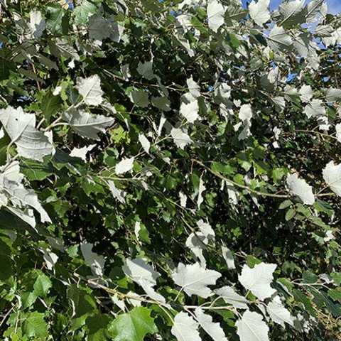 Populus alba 