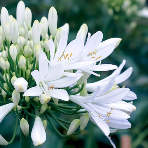 Agapanthus praecox 'Snowstorm'®