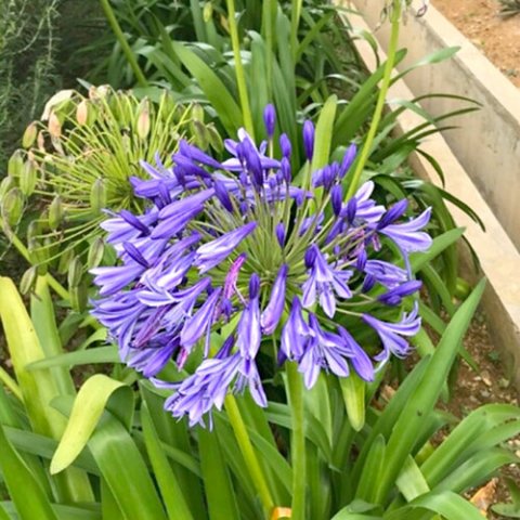 Agapanthus praecox 'Bluestorm'®