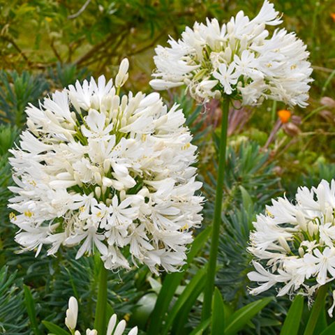 Agapanthus umbellatus 'Albus'