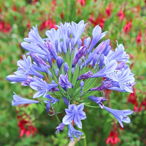 Agapanthus umbellatus 'Ovatus'